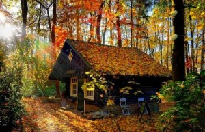 autumn-fall-leaves-house
